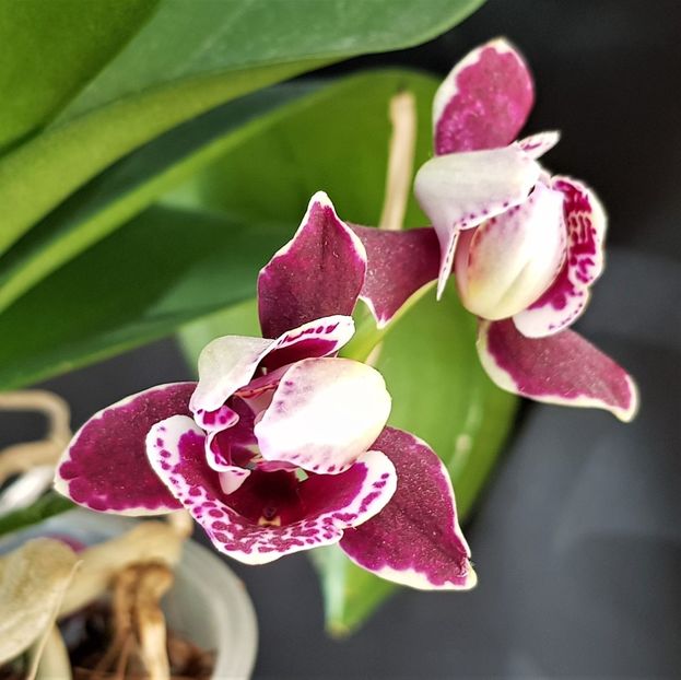  - Phalaenopsis 1