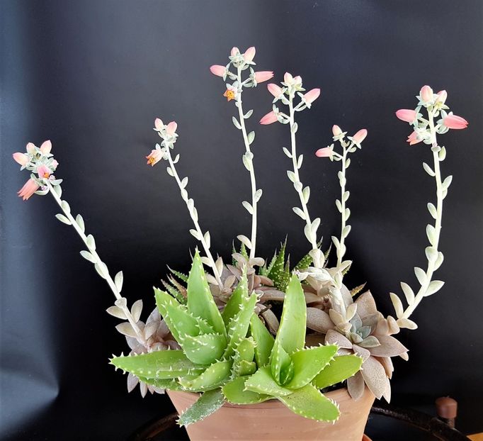  - Cactusi si suculente