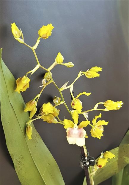  - Oncidium
