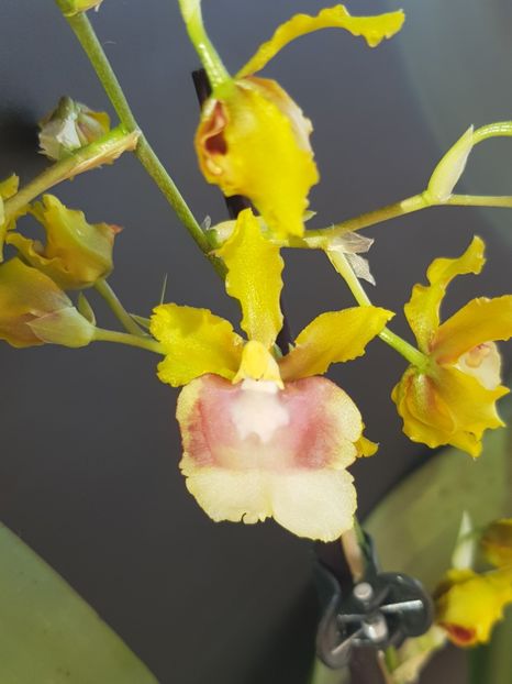  - Oncidium