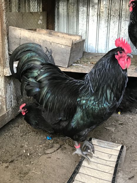 0081C180-08D8-4018-8D4D-FDF29E1BD4D6 - Australorp 2019