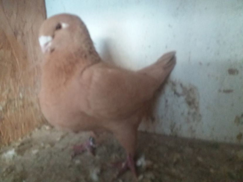  - Fem AGH matcă 2019