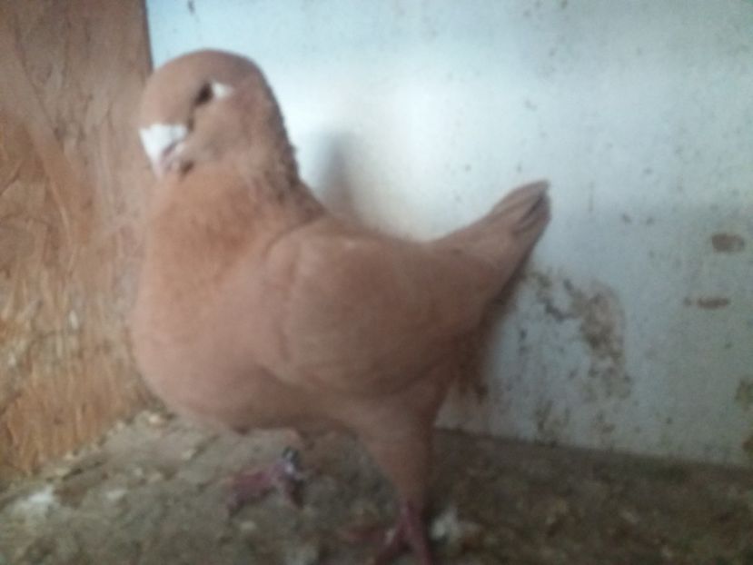  - Fem AGH matcă 2019