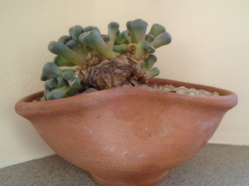 Winter grower: Aloinopsis schooneesii - Caudiciforme si bulbi 2018