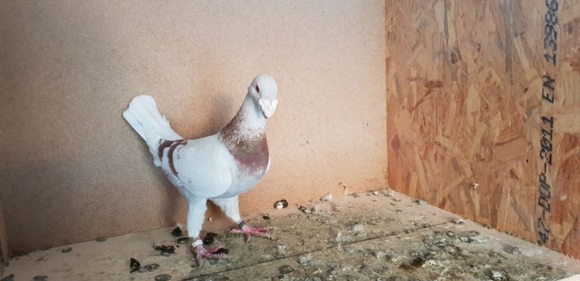  - Voiajori Germani 2018