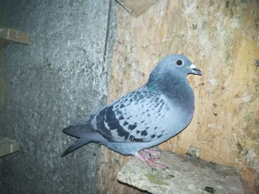  - porumbei care mi-au apartinut