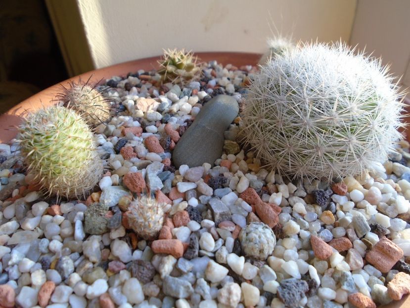 Perioada de repaus - Cactusi 2018 final de an