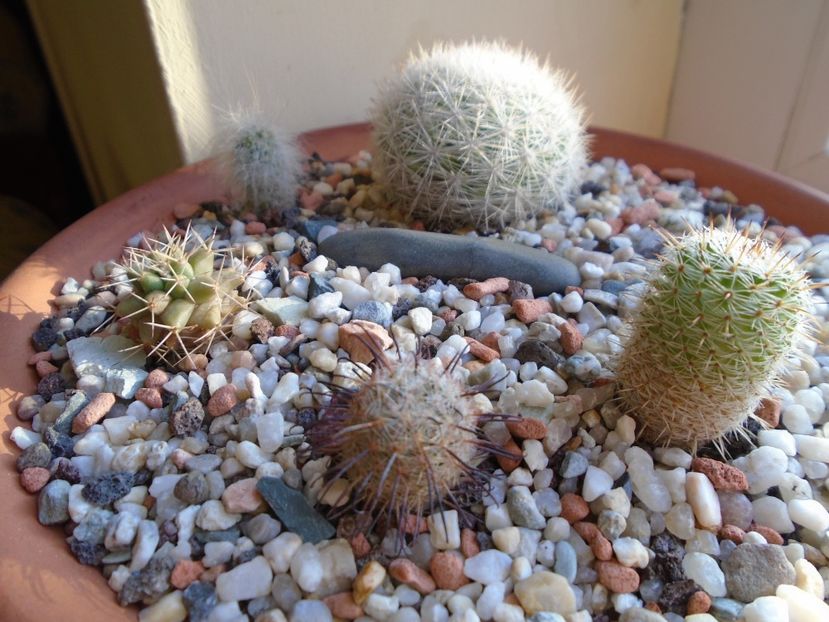 Perioada de repaus - Cactusi 2018 final de an