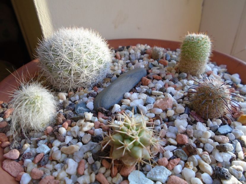 Perioada de repaus - Cactusi 2018 final de an