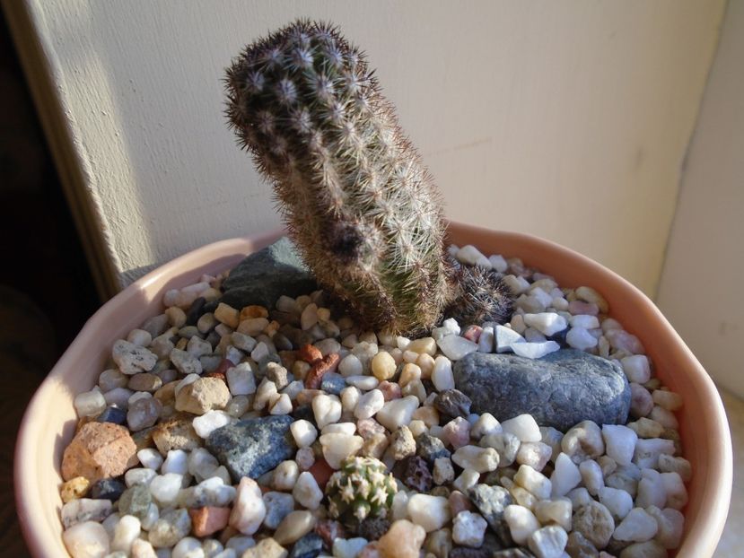 Perioada de repaus - Cactusi 2018 final de an