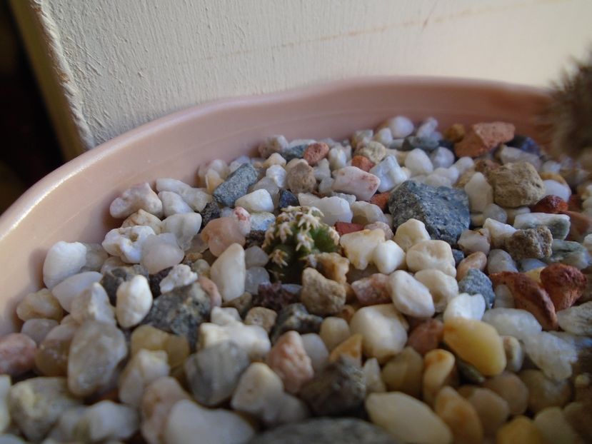 Perioada de repaus - Cactusi 2018 final de an