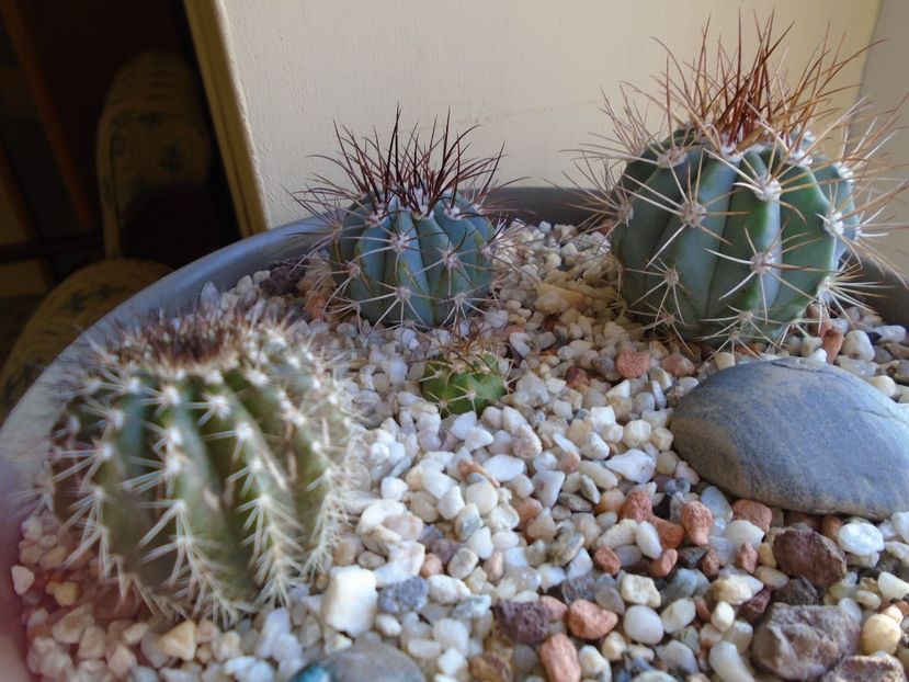 Perioada de repaus - Cactusi 2018 final de an