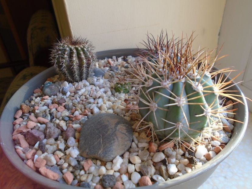 Perioada de repaus - Cactusi 2018 final de an