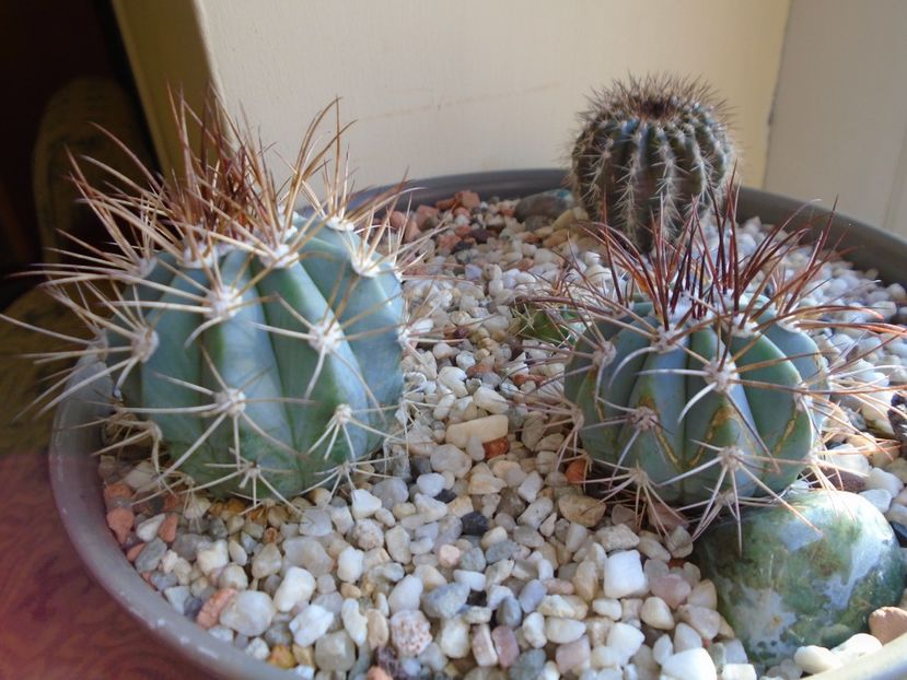 Perioada de repaus - Cactusi 2018 final de an