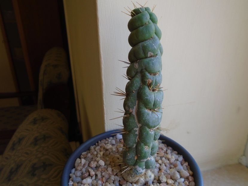 Perioada de repaus - Cactusi 2018 final de an