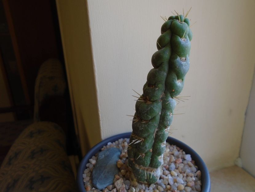 Perioada de repaus - Cactusi 2018 final de an