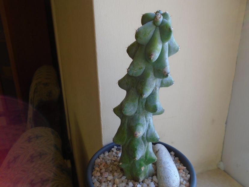 Perioada de repaus - Cactusi 2018 final de an