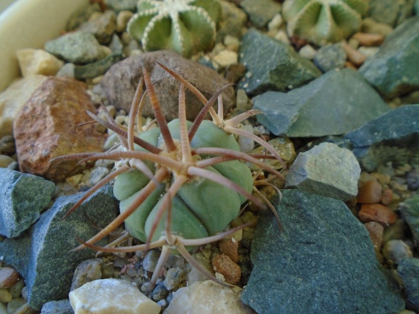Perioada de repaus - Cactusi 2018 final de an