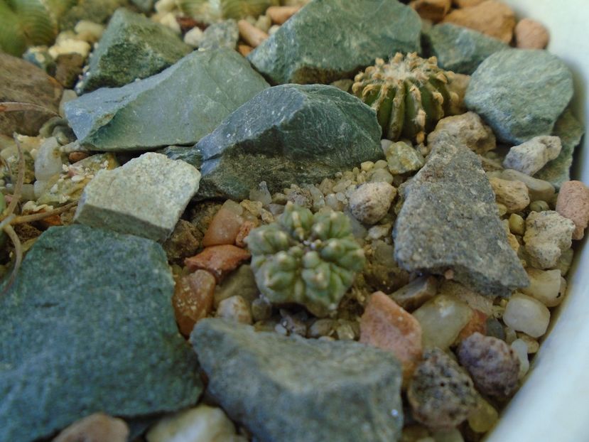 Perioada de repaus - Cactusi 2018 final de an