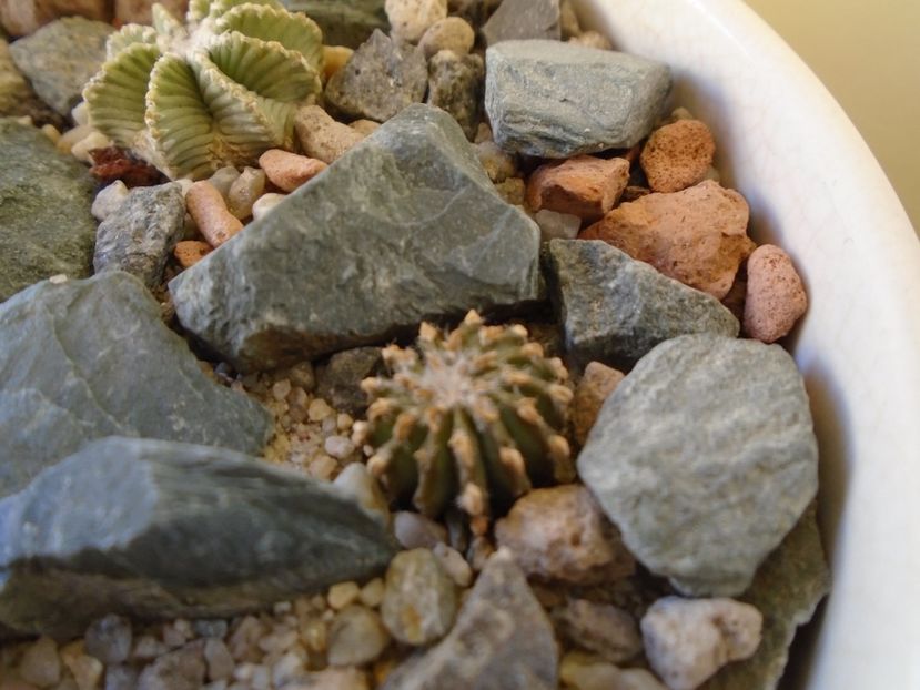 Perioada de repaus - Cactusi 2018 final de an