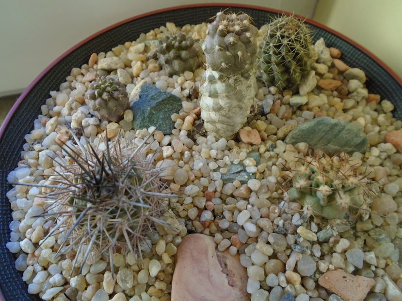 Perioada de repaus - Cactusi 2018 final de an