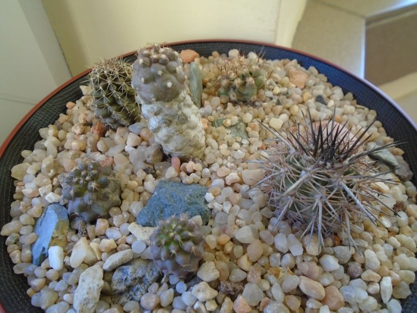 Perioada de repaus - Cactusi 2018 final de an