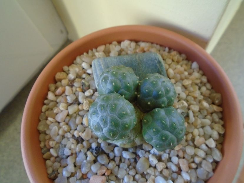 Perioada de repaus - Cactusi 2018 final de an