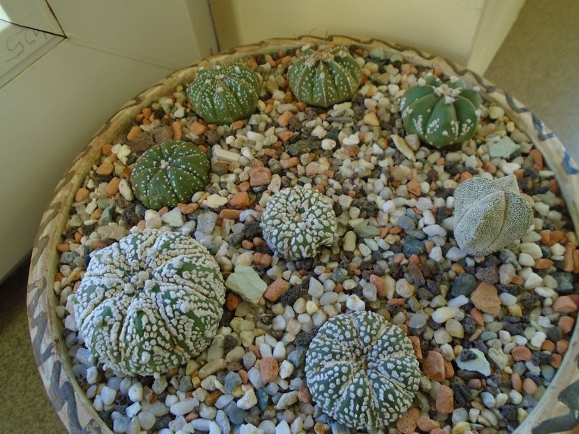 Perioada de repaus - Cactusi 2018 final de an