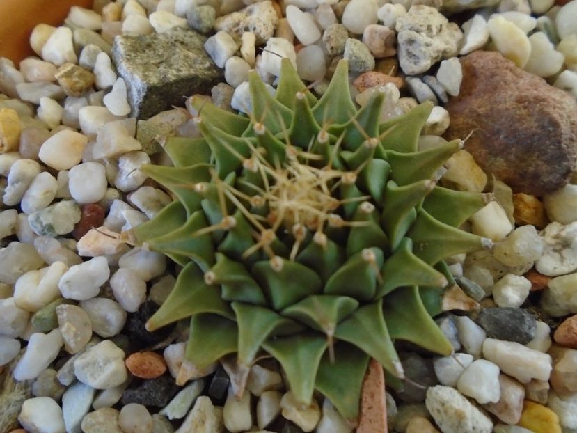 Perioada de repaus - Cactusi 2018 final de an