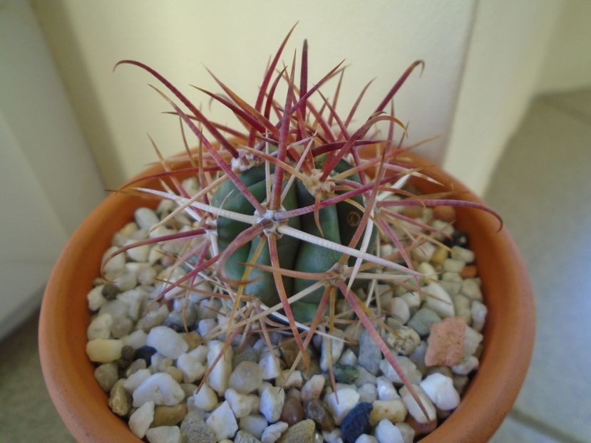 Perioada de repaus - Cactusi 2018 final de an