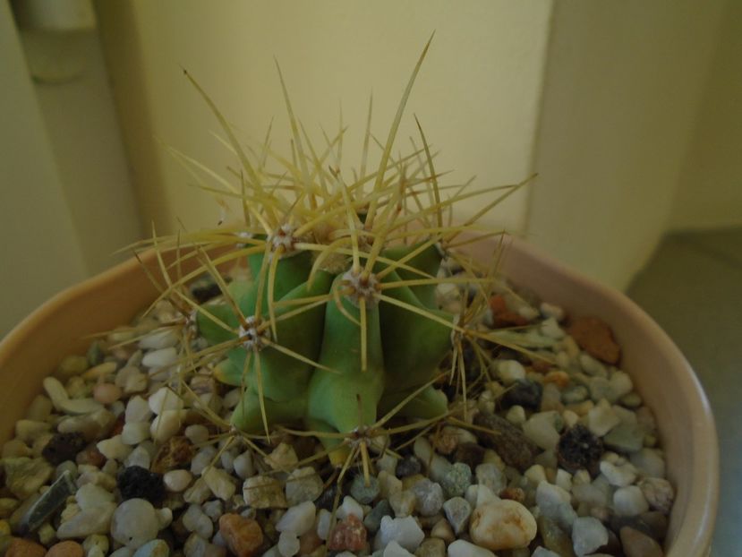 Perioada de repaus - Cactusi 2018 final de an