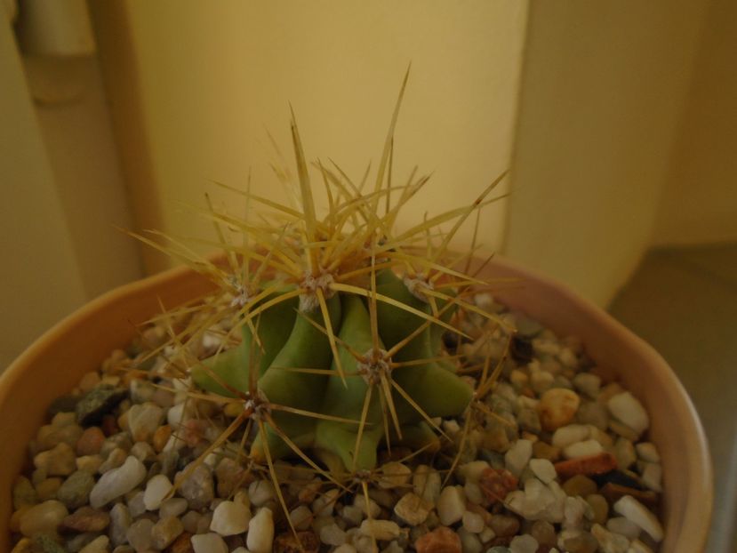 Perioada de repaus - Cactusi 2018 final de an