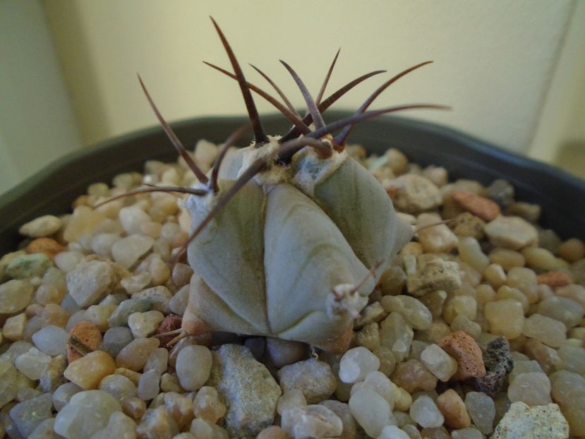 Perioada de repaus - Cactusi 2018 final de an