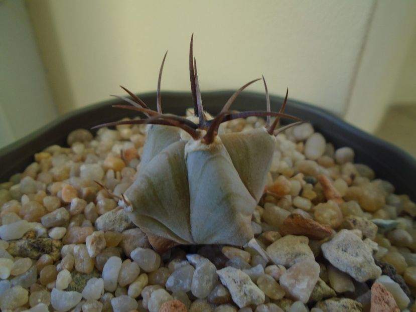 Perioada de repaus - Cactusi 2018 final de an