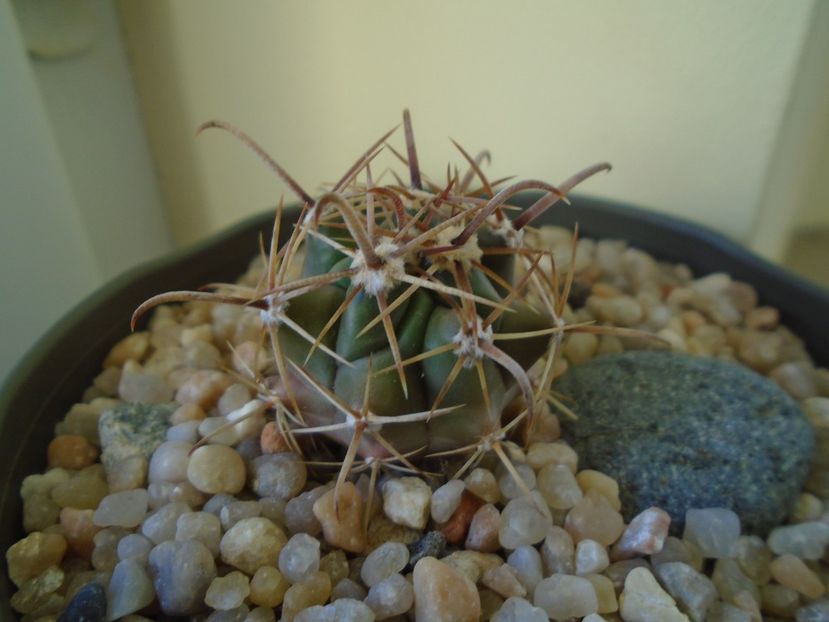 Perioada de repaus - Cactusi 2018 final de an