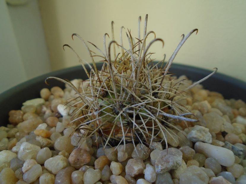 Perioada de repaus - Cactusi 2018 final de an