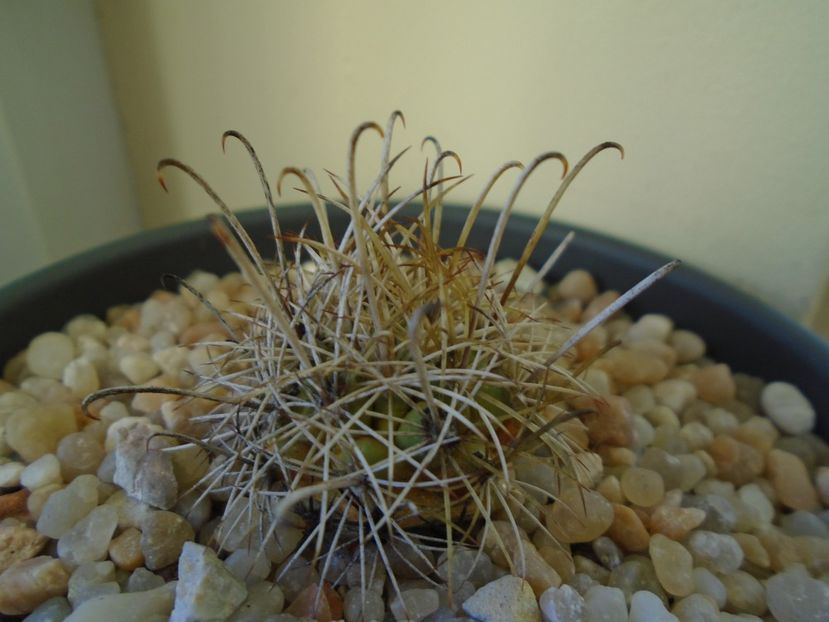 Perioada de repaus - Cactusi 2018 final de an