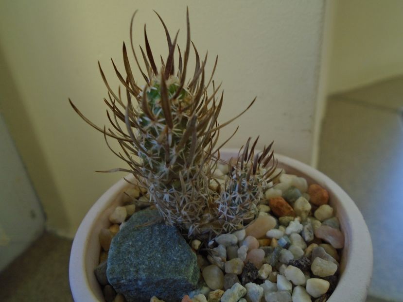 Perioada de repaus - Cactusi 2018 final de an