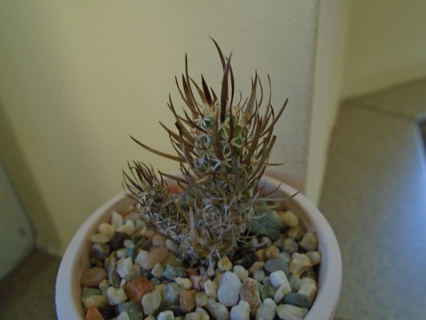 Perioada de repaus - Cactusi 2018 final de an