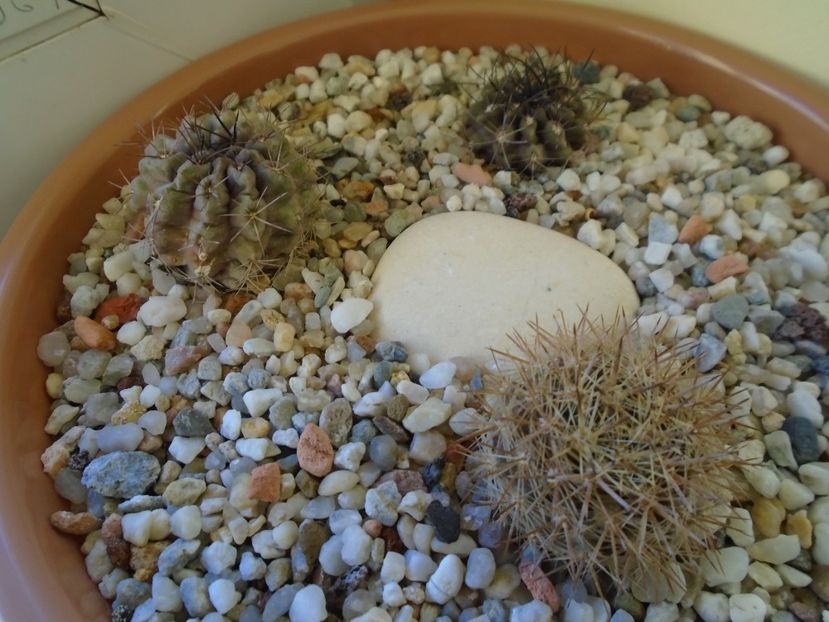 Perioada de repaus - Cactusi 2018 final de an