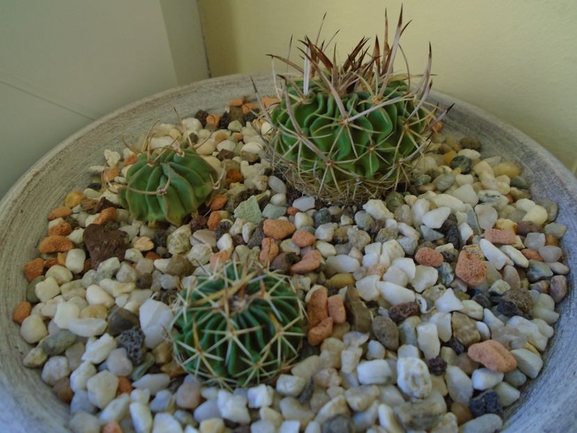 Perioada de repaus - Cactusi 2018 final de an