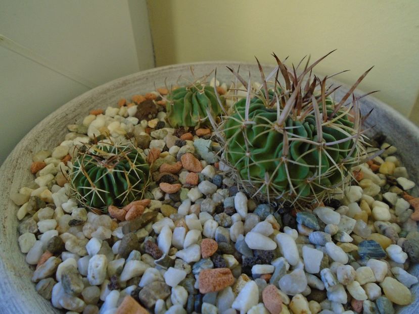 Perioada de repaus - Cactusi 2018 final de an