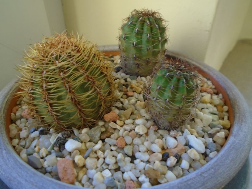 Perioada de repaus - Cactusi 2018 final de an