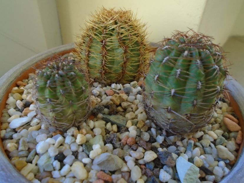 Perioada de repaus - Cactusi 2018 final de an