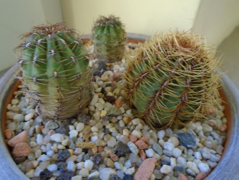 Perioada de repaus - Cactusi 2018 final de an