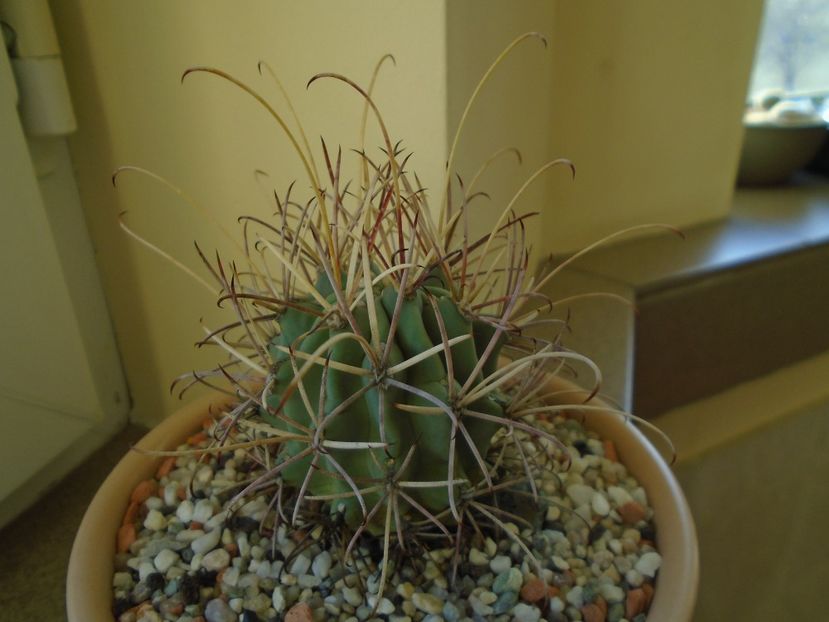 Perioada de repaus - Cactusi 2018 final de an