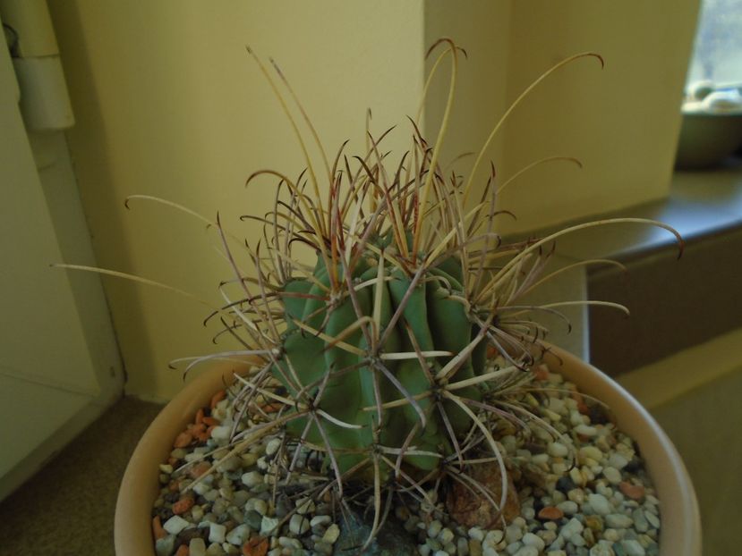 Perioada de repaus - Cactusi 2018 final de an