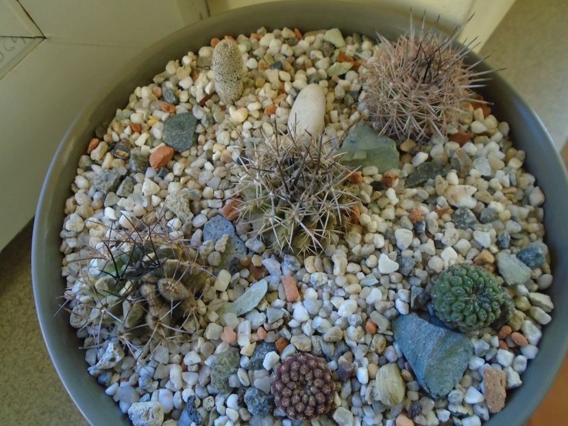 Perioada de repaus - Cactusi 2018 final de an