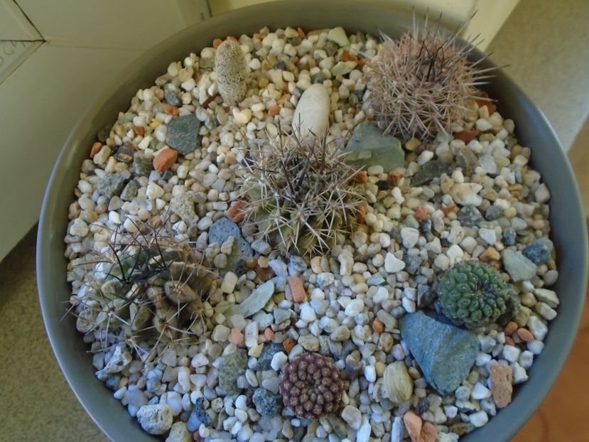 Perioada de repaus - Cactusi 2018 final de an