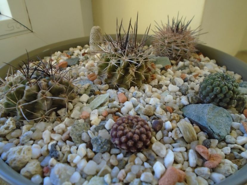 Perioada de repaus - Cactusi 2018 final de an